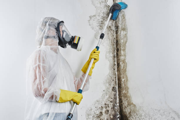Perezville, TX Mold Removal Company