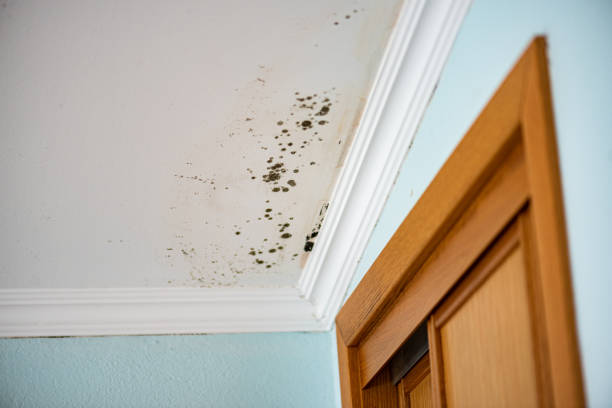 Best Emergency Mold Removal  in Perezville, TX