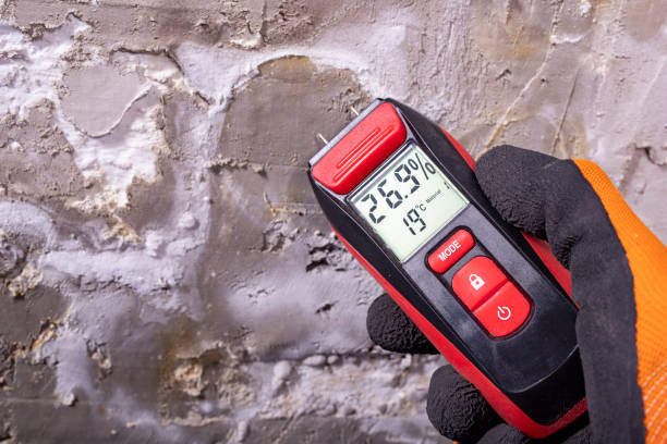 Best Fast Mold Removal  in Perezville, TX