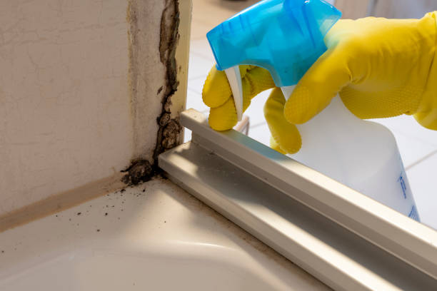 Best Mold Cleaning Services  in Perezville, TX