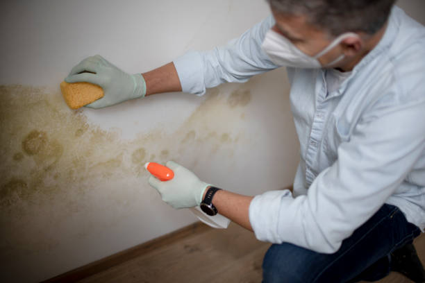 Best Mold Inspection  in Perezville, TX