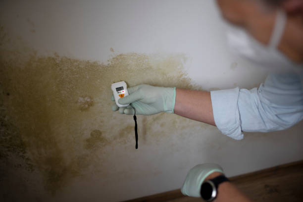 Best Black Mold Removal  in Perezville, TX