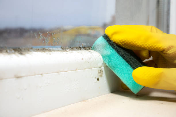 Best Best Mold Removal Companies  in Perezville, TX
