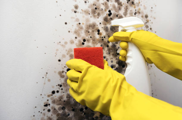 Best Home Mold Removal  in Perezville, TX