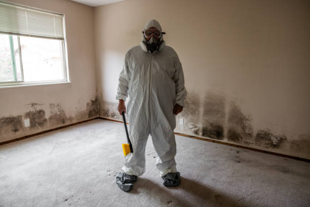 Home Mold Removal in Perezville, TX
