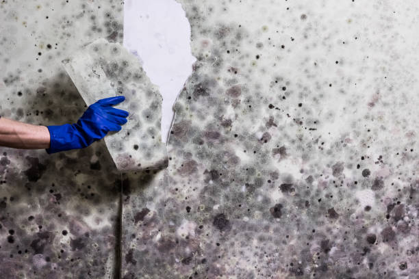 Best Mold Removal Company Near Me  in Perezville, TX