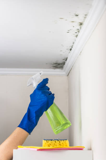 Best Mold Removal Near Me  in Perezville, TX